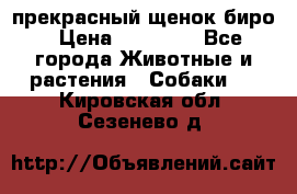 прекрасный щенок биро › Цена ­ 20 000 - Все города Животные и растения » Собаки   . Кировская обл.,Сезенево д.